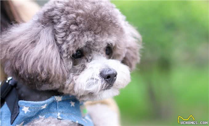 泰迪是什么犬种?泰迪是如何分类的