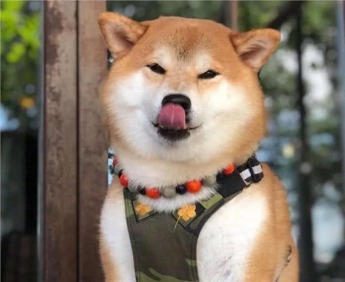 为什么狗喜欢吃屎?与主人有一定的关系