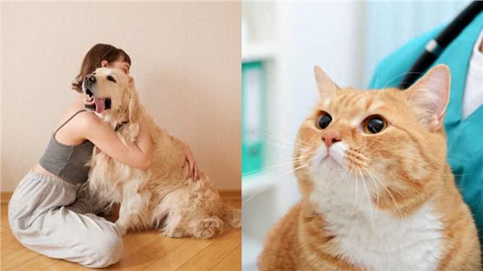 犬猫忍痛能力是人类10倍!定期健检不容忽视，与毛孩相伴更长久