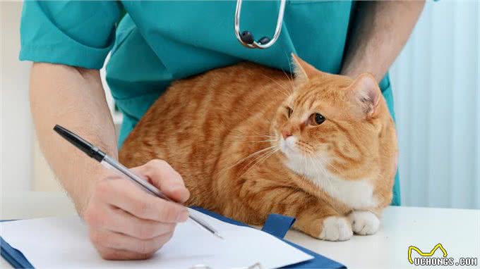 犬猫忍痛能力是人类10倍!定期健检不容忽视，与毛孩相伴更长久