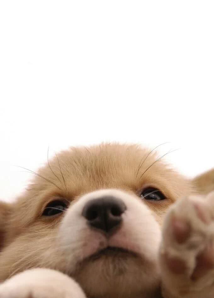 狗狗打嗝了怎么办