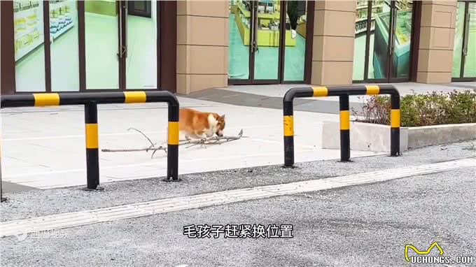 三战三捷，狗狗叼着东西遇障碍物，它靠智商成功通过
