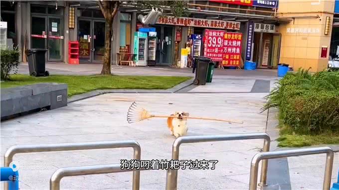 三战三捷，狗狗叼着东西遇障碍物，它靠智商成功通过