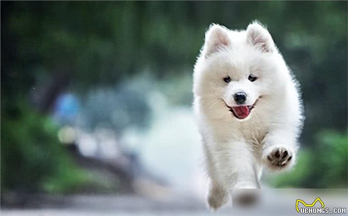 堪称粘人精的5种狗，谁养谁知道!