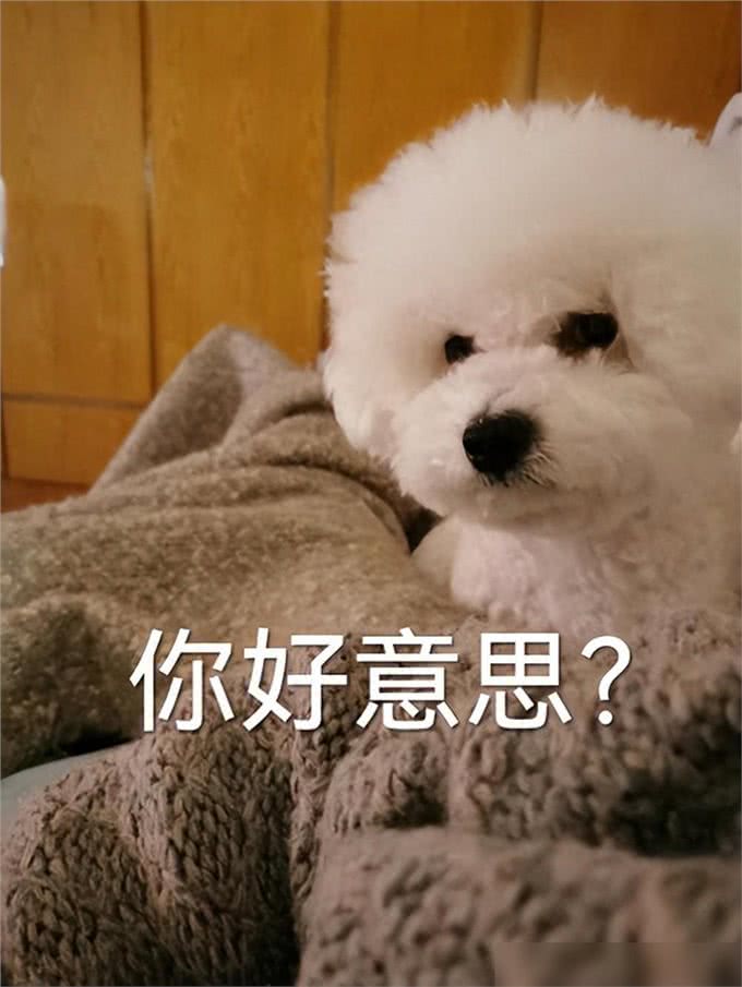 堪称粘人精的5种狗，谁养谁知道!