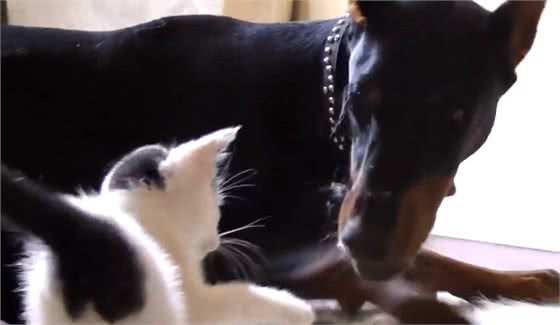小猫咪非要缠着猛犬打架，狗狗下手却很温柔，太有爱了