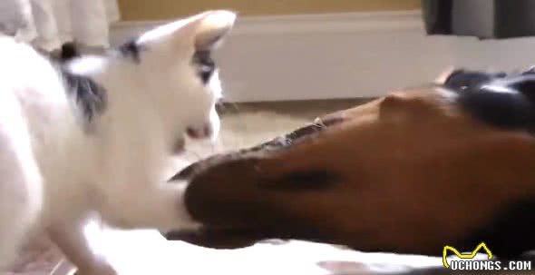 小猫咪非要缠着猛犬打架，狗狗下手却很温柔，太有爱了