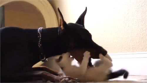 小猫咪非要缠着猛犬打架，狗狗下手却很温柔，太有爱了