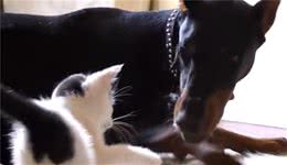 小猫咪非要缠着猛犬打架，狗狗下手却很温柔，太有爱了