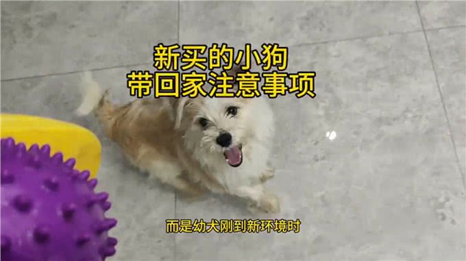 新狗到家注意事项—萌宠vlog