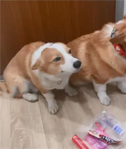 柯基父子犯错后浑身发抖，主人显得有些语塞了:我还没动手呢?