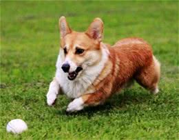 知宠说你了解柯基犬这个品种吗?