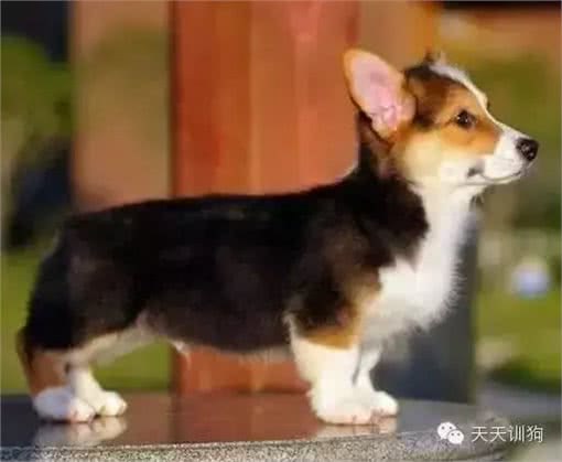 狗狗总喜欢乱叫肿么办?