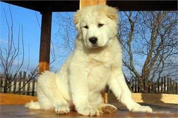 中亚内陆五国的通用国宝级神犬:中亚牧羊犬，真那么神?