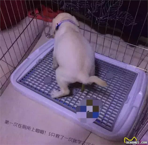 误区|散养真的会让狗狗感到自由吗?