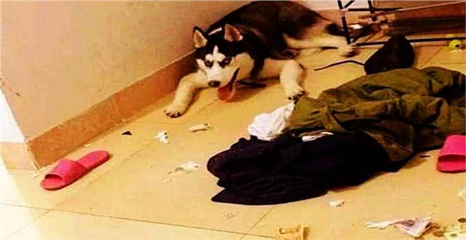 狗狗的6大学习模式，你知道多少?普通养狗人应该如何教育狗狗?