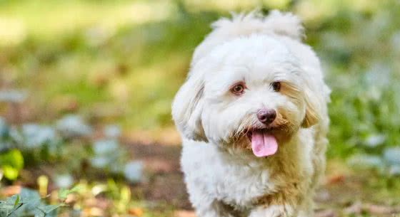 —小型犬—哈瓦那