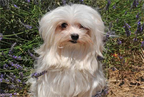 —小型犬—哈瓦那