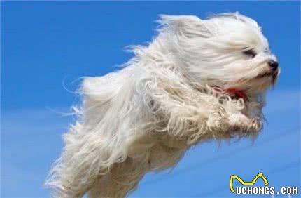 —小型犬—哈瓦那