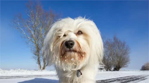 —小型犬—哈瓦那