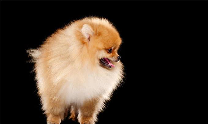 博美犬的介绍大全