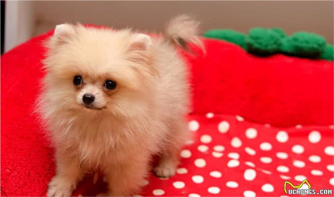 博美犬的介绍大全