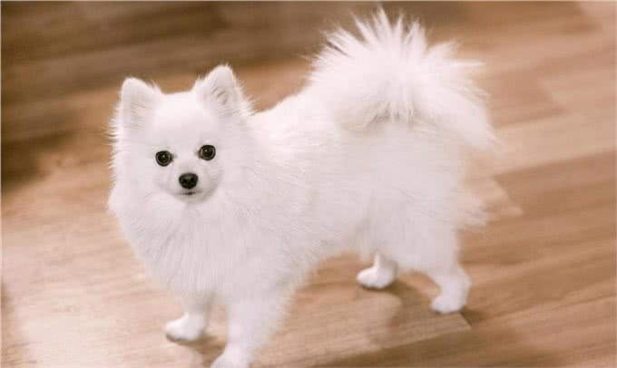 博美犬的介绍大全