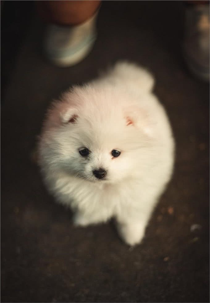 博美犬的介绍大全