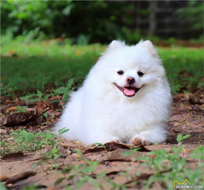 博美犬的介绍大全