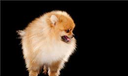 博美犬的介绍大全