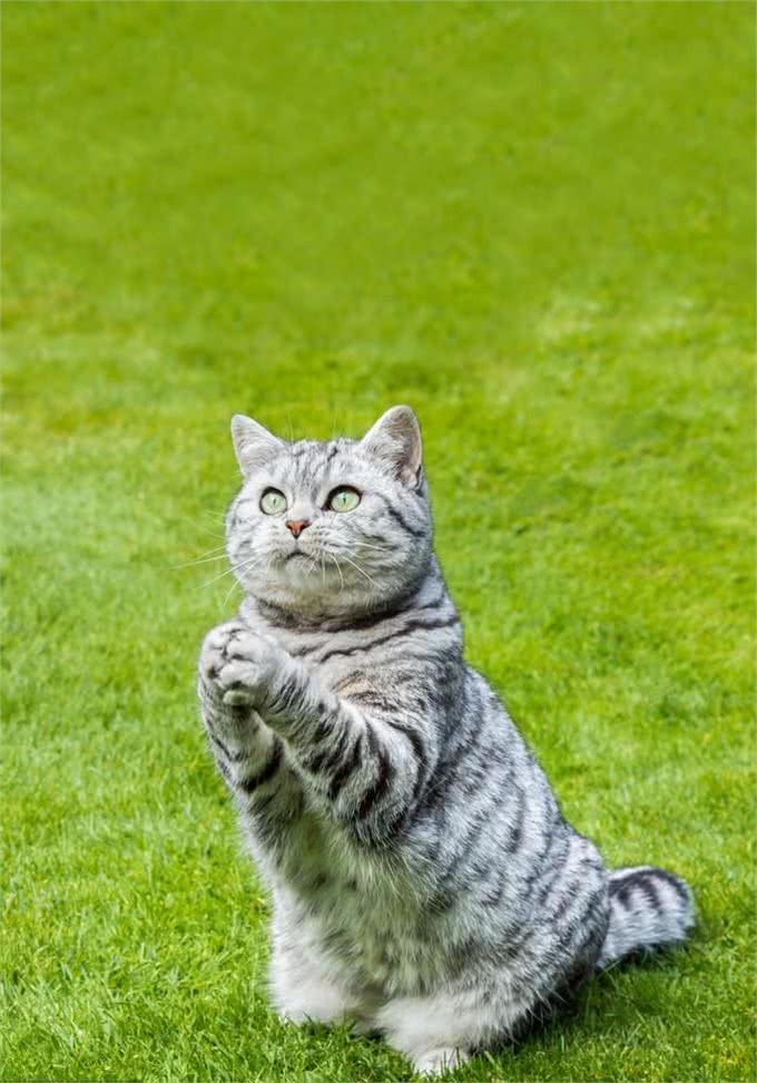 美国短毛猫的生活习性和饲养方法