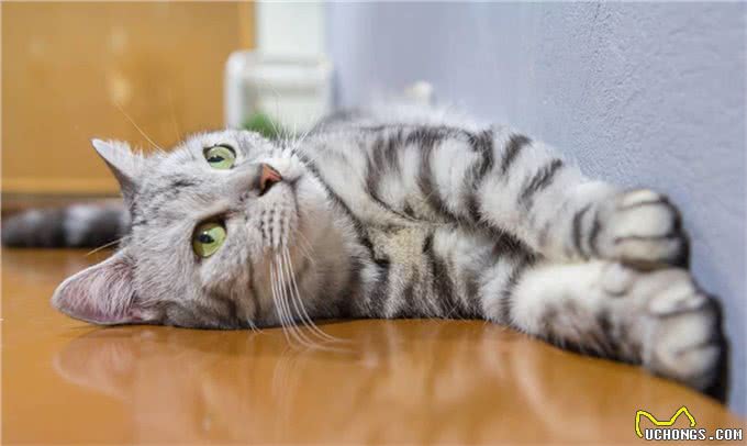 美国短毛猫的生活习性和饲养方法