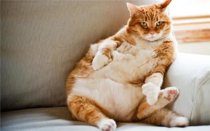 猫狗过度肥胖怎么减肥?过来人：饮食是关键