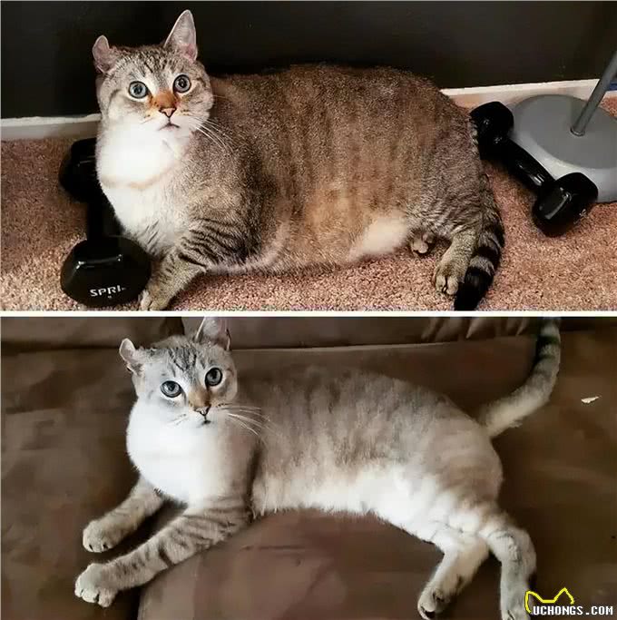猫狗过度肥胖怎么减肥?过来人：饮食是关键