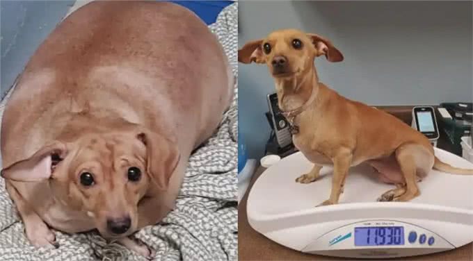 猫狗过度肥胖怎么减肥?过来人：饮食是关键