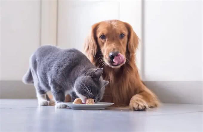 猫狗过度肥胖怎么减肥?过来人：饮食是关键