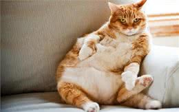 猫狗过度肥胖怎么减肥?过来人：饮食是关键