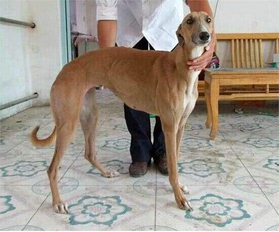 为何国人不养细犬?腿再长，也躲不过这6点