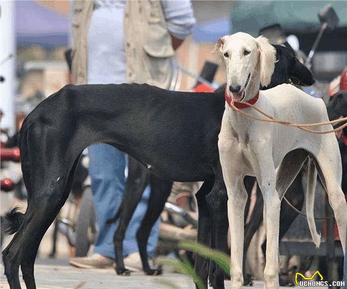为何国人不养细犬?腿再长，也躲不过这6点