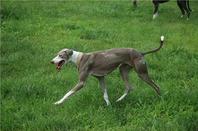 为何国人不养细犬?腿再长，也躲不过这6点