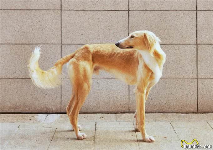 为何国人不养细犬?腿再长，也躲不过这6点