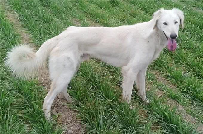 为何国人不养细犬?腿再长，也躲不过这6点