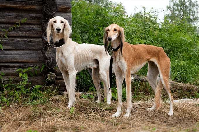 为何国人不养细犬?腿再长，也躲不过这6点
