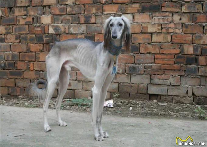 为何国人不养细犬?腿再长，也躲不过这6点
