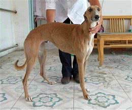 为何国人不养细犬?腿再长，也躲不过这6点