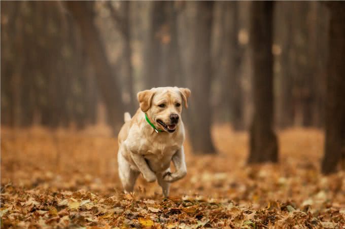 忠犬排行榜出炉:这7种狗榜上有名，真的很专一