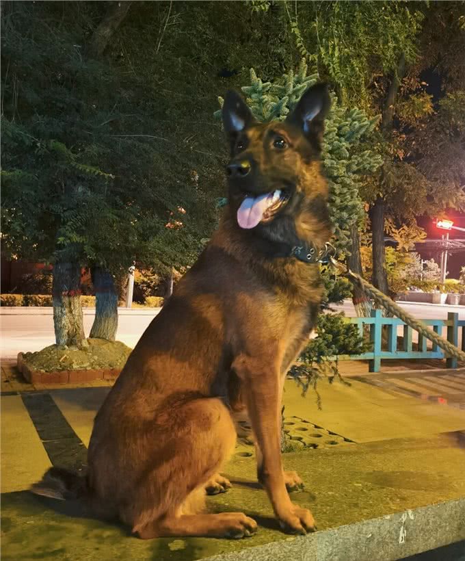 忠犬排行榜出炉:这7种狗榜上有名，真的很专一