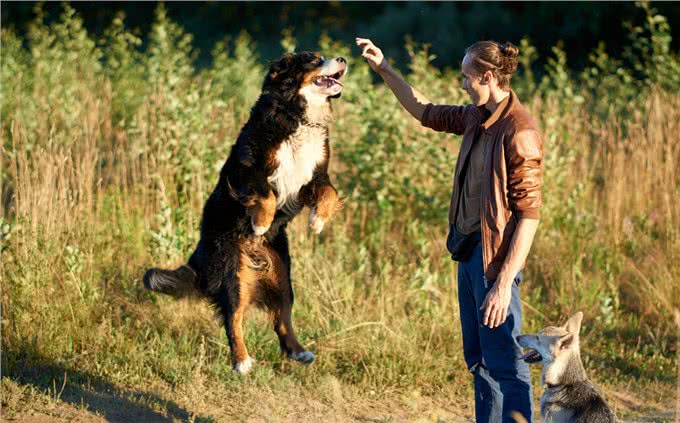 忠犬排行榜出炉:这7种狗榜上有名，真的很专一