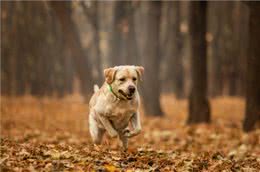 忠犬排行榜出炉:这7种狗榜上有名，真的很专一