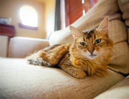 索马里猫实战饲养技巧与购买需知